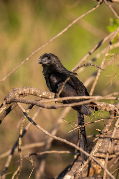 Beautiful view to smooth-billed ani in the Pantanal of Miranda