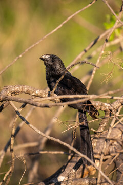 Beautiful view to smooth-billed ani in the Pantanal of Miranda