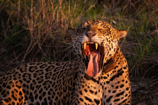 Beautiful view to jaguar in the Pantanal of Miranda