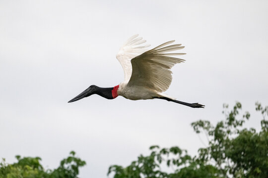 Beautiful view to jabiru stork flying in the Pantanal of Miranda