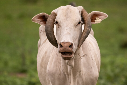 Beautiful view to cow in the Pantanal of Miranda, Mato Grosso do Sul