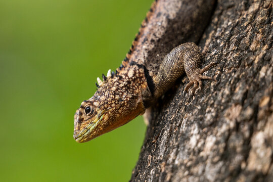 Beautiful view to chaco spiny lizard in the Pantanal of Miranda