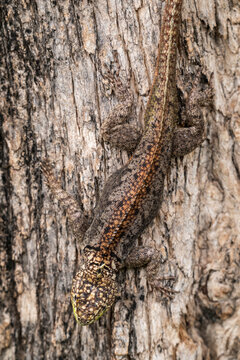 Beautiful view to chaco spiny lizard in the Pantanal of Miranda