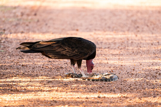 Beautiful view to turkey vulture eating dead tegu lizard