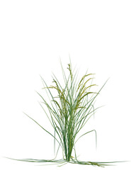 Oryza sativa tree, front view, cutout, transparent background, isolate, Vibrant green ornamental grass with delicate flowers against black backdrop