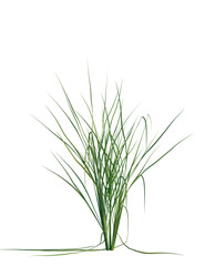 Oryza sativa tree, front view, cutout, transparent background, isolate, Fresh green ornamental grass plant for modern garden design and decor