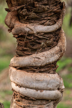 Beautiful view to strangling fig tree in the Pantanal of Miranda