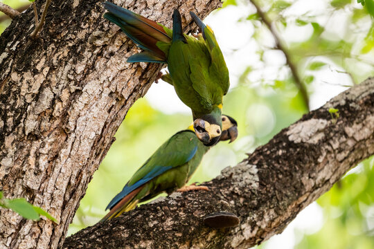 Beautiful view to golden-collared macaw in the Pantanal of Miranda