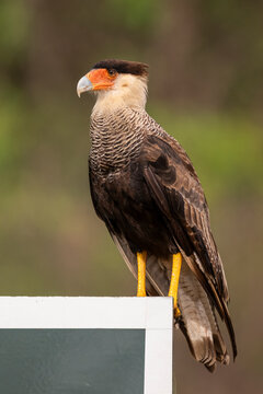 Beautiful view to crested caracara in the Pantanal of Miranda
