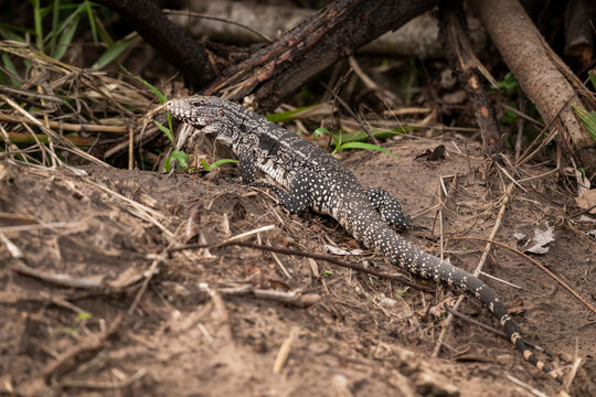Beautiful view to tegu lizard in the Pantanal of Miranda