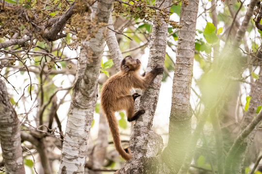 Beautiful view to capuchin monkey in the Pantanal of Miranda