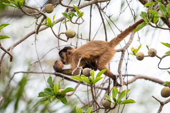 Beautiful view to capuchin monkey eating fruit in the Pantanal