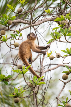 Beautiful view to capuchin monkey in the Pantanal of Miranda
