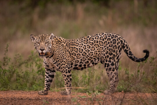 Beautiful view to jaguar in the Pantanal of Miranda