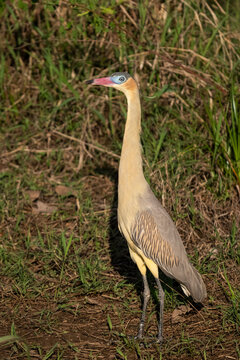 Beautiful view to whistling heron in the Pantanal of Miranda