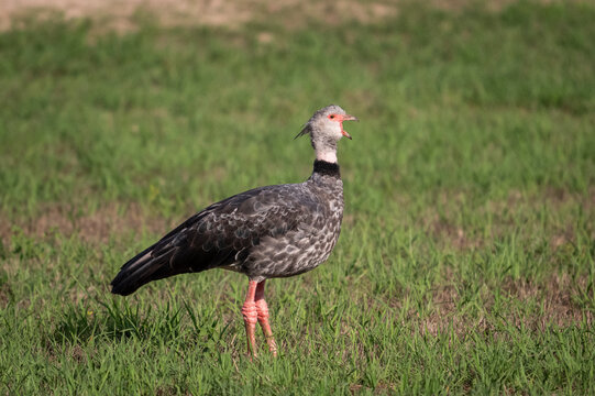 Beautiful view to southern screamer in the Pantanal of Miranda