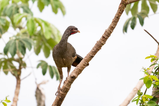 Beautiful view to chaco chachalaca in the Pantanal of Miranda