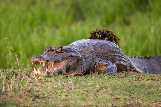 Beautiful view to paraguayan caiman in the Pantanal of Miranda