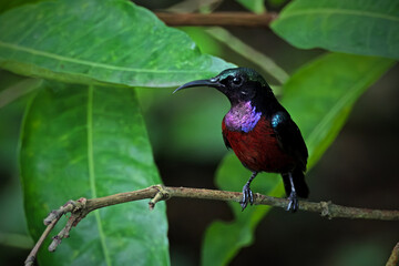 a purple-throated sunbird, stands on a branch