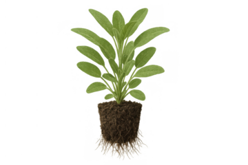 Growing green herb seedling with rich soil and roots, showing growth and nature on transparent background