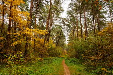 Obraz premium Forest path in autumn park with tall pine trees and golden foliage. Nature trail in seasonal woodland for outdoor activity. Scenic landscape.
