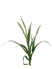 Panicum miliaceum tree, front view, cutout, transparent background, isolate, Vibrant green plant with seed heads, perfect for nature and growth concepts