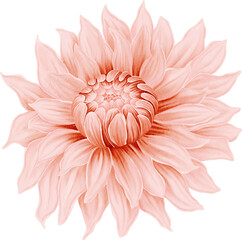 Pink Dahlia watercolor on isolated background. Dahlia flower clipart	