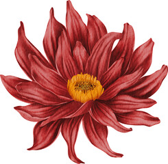 Red dahlia watercolor on isolated background. Dahlia flower clipart	