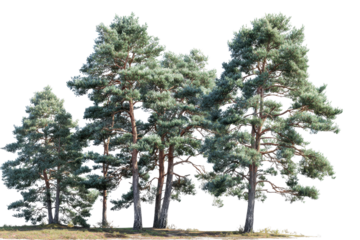 Cluster of tall pine trees with green needles and brown bark on black forest nature, Isolated On Transparent Background, Png Cut Out