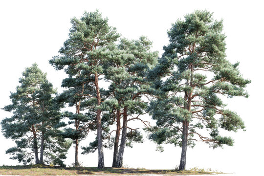 Cluster of tall pine trees with green needles and brown bark on black forest nature, Isolated On Transparent Background, Png Cut Out - Powered by Adobe