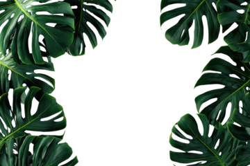 Dark green monstera leaves frame a black background with copy space leaf, Isolated On Transparent Background, Png Cut Out
