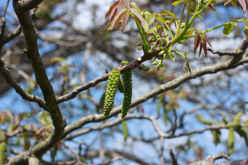 Walnut Tree Catkins and New Leaves in Spring