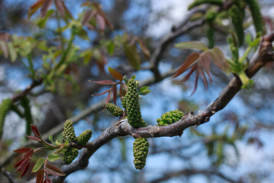 Walnut Tree Catkins and New Leaves in Spring