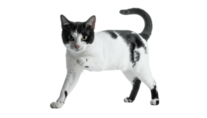 Alert tuxedo cat mid-stride, white fur, black markings, yellow eyes