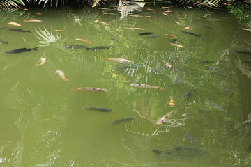 Koi fish in the pond with reflection of green leaves, Thailand.