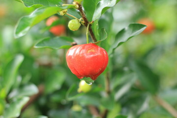 Ripe red Acerola cherry fruit on tree branch in the garden, Thailand