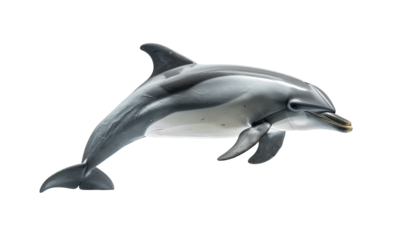 Dolphin leaping, silver-gray skin, dark background, lit