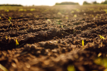 A freshly plowed field with small green shoots in the sun's rays. An agricultural field in the early morning. Concept of gardening, agriculture, and nature.