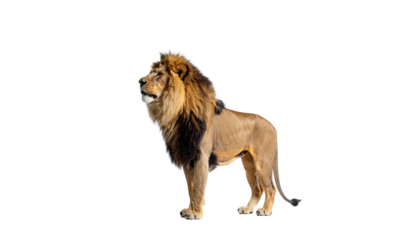 Majestic male lion stands tall against a black background