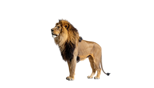 Majestic male lion stands tall against a black background