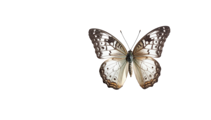 Butterfly with white, brown, and tan patterns on wings