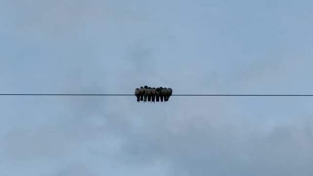 Flock of small birds sitting tightly together on electric wire against the sky to keep warm