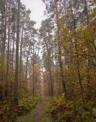 Fototapeta premium Forest path in autumn through tall pines and maple trees with golden yellow foliage. Natural beauty and tranquility perfect for background image and travel concept. Golden autumn.
