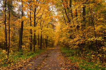 Fototapeta premium Empty road winding through vibrant autumn forest with tall trees and golden foliage. Nature landscape for background or design element.
