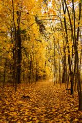 Fototapeta premium Path through vibrant autumn forest with bright yellow and gold leaves covering the ground and trees. Scenic fall landscape background.