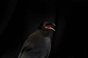 Black raven bird Corvus corax, dark style, big black scary bird sitting. Portrait for Halloween.