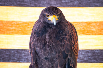 Harris's hawk (Harris Eagle) exhibition
