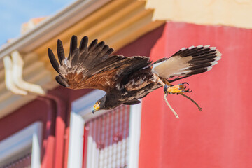 Harris's hawk (Harris Eagle) exhibition