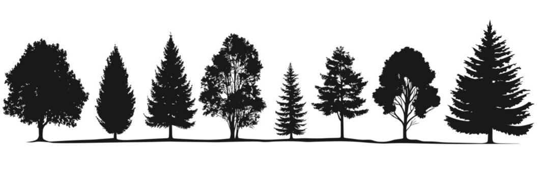 Silhouettes of diverse tree species including conifer and deciduous trees in black and white minimalist vector forest landscape design illustration