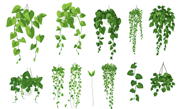 Set of hanging potted green ivy plants with trailing vines and heart shaped leaves in flat minimalist vector style for indoor garden decor and botanical design elements